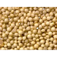 White Quinoa Grain 1kg